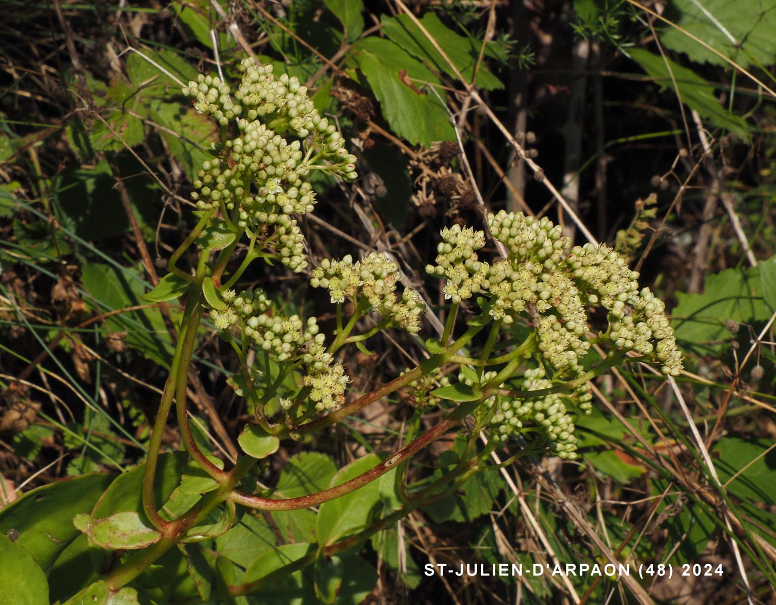 Orpine, (Large)